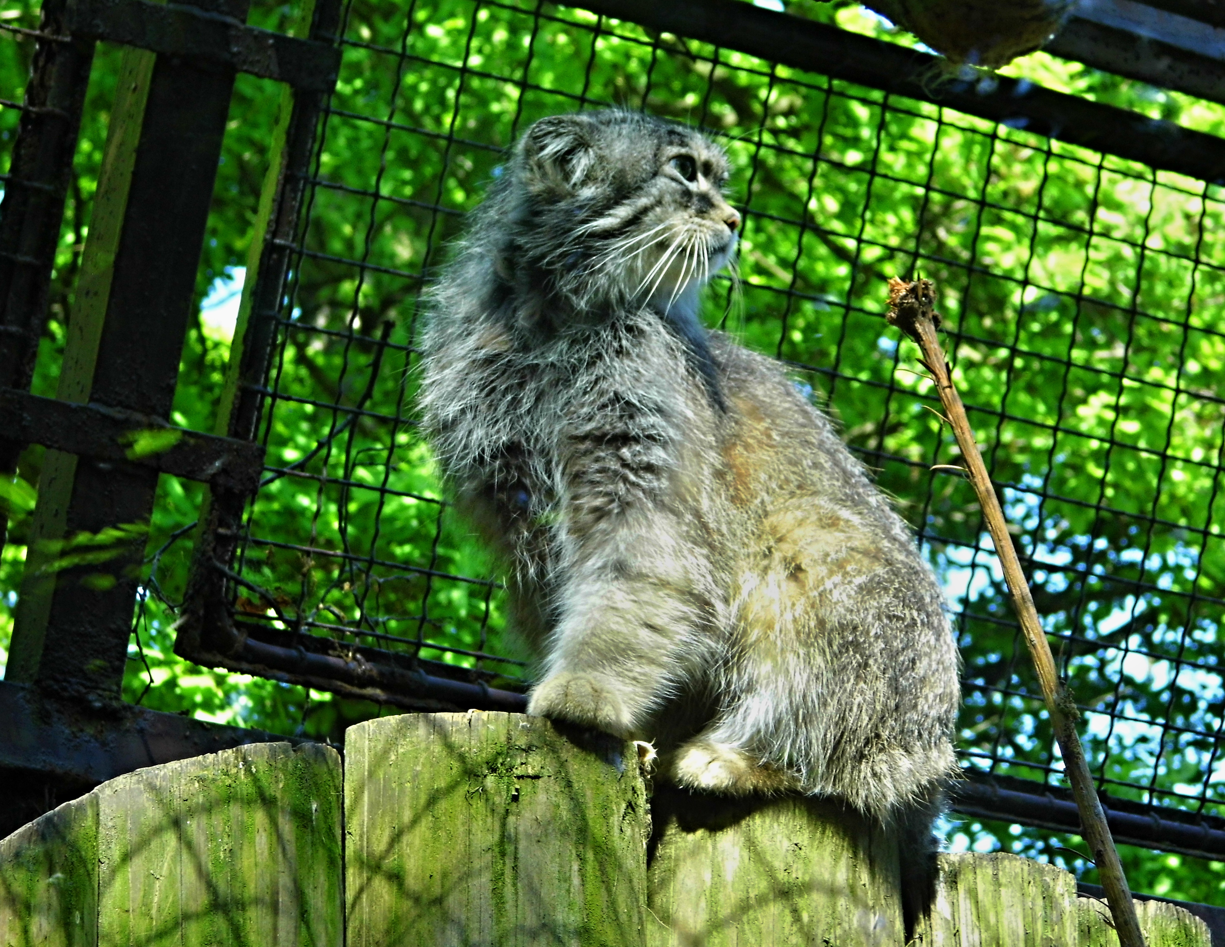 Manul web